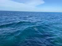Great day of scuba diving in Key Largo with Rainbow Reef on eagle ray alley tropical serenity 2021 09 27 r11660 1