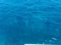 Great day of scuba diving in Key Largo with Rainbow Reef on french reef tropical odyssey 2021 09 04 r11578 3