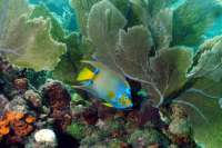 Great day of scuba diving in Key Largo with Rainbow Reef on north dry rocks tropical legend 2021 09 24 r11653 1