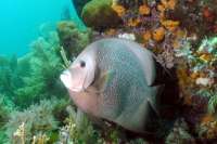 Great day of scuba diving in Key Largo with Rainbow Reef on north dry rocks tropical legend 2021 09 24 r11653 2