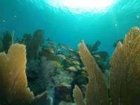 Great day of scuba diving in Key Largo with Rainbow Reef on north dry rocks tropical legend 2021 09 24 r11653 3