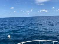 Great day of scuba diving in Key Largo with Rainbow Reef on permit ledges tropical destiny 2021 09 29 r11670 1