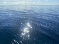Great day of scuba diving in Key Largo with Rainbow Reef on spiegel grove tropical destiny 2021 09 24 r11650 1