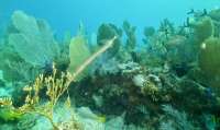 Great day of scuba diving in Key Largo with Rainbow Reef on spiegel grove tropical legend 2021 09 24 r11651 2