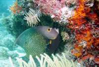 Great day of scuba diving in Key Largo with Rainbow Reef on french reef tropical odyssey 2022 08 26 r13088 2