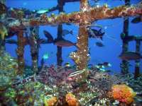 Great day of scuba diving in Key Largo with Rainbow Reef on uscgc duane tropical odyssey 2022 08 26 r13086 1