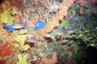 Great day of scuba diving in Key Largo with Rainbow Reef on uscgc duane tropical odyssey 2022 08 26 r13086 2