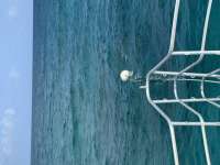 Great day of scuba diving in Key Largo with Rainbow Reef on pickle barrel wreck tropical serenity 2022 02 21 r12126 1