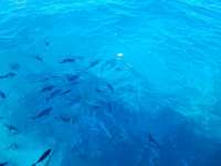 Great day of scuba diving in Key Largo with Rainbow Reef on snapper ledge tropical adventure 2022 02 27 r12155 1