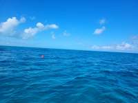 Great day of scuba diving in Key Largo with Rainbow Reef on snapper ledge tropical adventure 2022 02 27 r12155 3