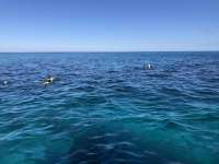Great day of scuba diving in Key Largo with Rainbow Reef on banana patch tropical destiny 2022 01 15 r12053 1