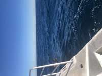 Great day of scuba diving in Key Largo with Rainbow Reef on spiegel grove tropical destiny 2022 01 24 r12074 1