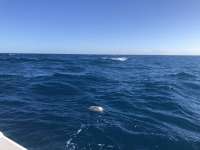 Great day of scuba diving in Key Largo with Rainbow Reef on spiegel grove tropical odyssey 2022 01 18 r12056 1