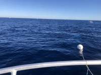 Great day of scuba diving in Key Largo with Rainbow Reef on uscgc duane tropical destiny 2022 01 15 r12049 1