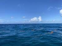 Great day of scuba diving in Key Largo with Rainbow Reef on hole in the wall tropical odyssey 2022 07 25 r12931 1