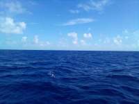 Great day of scuba diving in Key Largo with Rainbow Reef on uscgc duane tropical odyssey 2022 07 23 r12916 1
