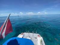 Great day of scuba diving in Key Largo with Rainbow Reef on eagle ray alley tropical odyssey 2022 06 23 r12747 2