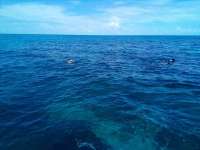 Great day of scuba diving in Key Largo with Rainbow Reef on minnow cave tropical serenity 2022 06 19 r12713 1