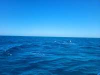 Great day of scuba diving in Key Largo with Rainbow Reef on benwood wreck tropical explorer 2022 03 26 r12243 1