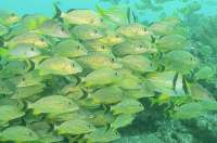 Great day of scuba diving in Key Largo with Rainbow Reef on pickles reef tropical destiny 2022 05 30 r12577 1