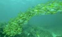 Great day of scuba diving in Key Largo with Rainbow Reef on pickles reef tropical destiny 2022 05 30 r12577 2