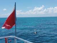 Great day of scuba diving in Key Largo with Rainbow Reef on the horseshoe tropical odyssey 2022 05 15 r12496 1