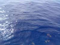 Great day of scuba diving in Key Largo with Rainbow Reef on uscgc duane tropical destiny 2022 05 29 r12567 1