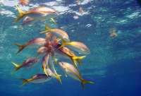 Great day of scuba diving in Key Largo with Rainbow Reef on spiegel grove tropical odyssey 2022 09 03 r13120 2