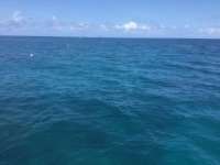 Great day of scuba diving in Key Largo with Rainbow Reef on christmastree cave tropical legend 2023 04 03 r13683 1