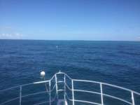 Great day of scuba diving in Key Largo with Rainbow Reef on eagle ray alley tropical destiny 2023 04 09 r13714 1