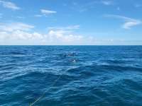 Great day of scuba diving in Key Largo with Rainbow Reef on christmastree cave tropical legend 2023 08 12 r14479 1