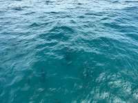 Great day of scuba diving in Key Largo with Rainbow Reef on crf nursery tropical voyager 2023 07 05 r14217 1
