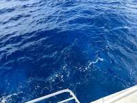 Great day of scuba diving in Key Largo with Rainbow Reef on drift molasses tropical destiny 2023 07 15 r14284 3