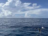 Great day of scuba diving in Key Largo with Rainbow Reef on spiegel grove tropical odyssey 2023 07 15 r14282 1