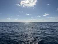 Great day of scuba diving in Key Largo with Rainbow Reef on eagle ray alley tropical legend 2023 06 26 r14142 1