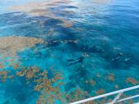Great day of scuba diving in Key Largo with Rainbow Reef on hole in the wall tropical destiny 2023 05 23 r13929 1