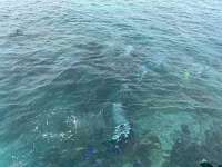 Great day of scuba diving in Key Largo with Rainbow Reef on north dry rocks tropical odyssey 2023 05 30 r13967 1