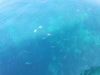 Great day of scuba diving in Key Largo with Rainbow Reef on permit ledges tropical legend 2023 10 07 r14714 1