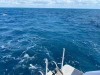 Great day of scuba diving in Key Largo with Rainbow Reef on benwood wreck tropical legend 2024 04 17 r15429 1