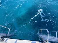 Great day of scuba diving in Key Largo with Rainbow Reef on benwood wreck tropical legend 2024 04 18 r15436 1
