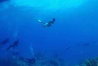 Great day of scuba diving in Key Largo with Rainbow Reef on drift molasses tropical odyssey 2024 08 19 r16338 1