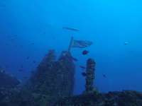 Great day of scuba diving in Key Largo with Rainbow Reef on uscgc duane tropical odyssey 2024 08 26 r16384 2
