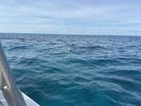 Great day of scuba diving in Key Largo with Rainbow Reef on benwood wreck tropical destiny 2024 12 26 r17183 1