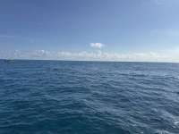 Great day of scuba diving in Key Largo with Rainbow Reef on permit ledges tropical serenity 2024 12 30 r17214 1