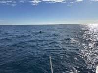 Great day of scuba diving in Key Largo with Rainbow Reef on spiegel grove tropical odyssey 2024 01 04 r14987 1