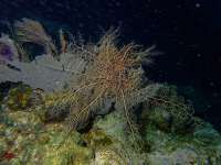 Great day of scuba diving in Key Largo with Rainbow Reef on benwood wreck tropical destiny 2024 07 20 r16118 1