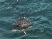 Great day of scuba diving in Key Largo with Rainbow Reef on benwood wreck tropical destiny 2024 07 30 r16190 1