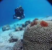 Great day of scuba diving in Key Largo with Rainbow Reef on eagle ray alley tropical destiny 2024 07 25 r16151 2