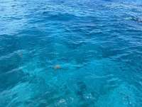 Great day of scuba diving in Key Largo with Rainbow Reef on snapper ledge tropical legend 2024 07 27 r16168 1