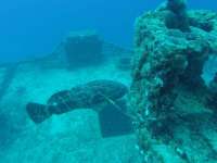 Great day of scuba diving in Key Largo with Rainbow Reef on spiegel grove tropical odyssey 2024 07 18 r16092 2